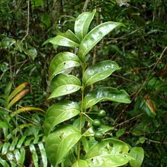 Rytigynia sambavensis