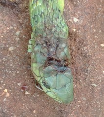 Dendroaspis jamesoni