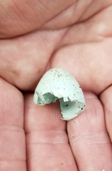 Dumetella carolinensis