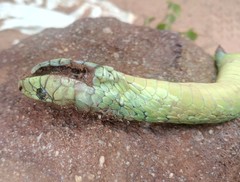 Dendroaspis jamesoni