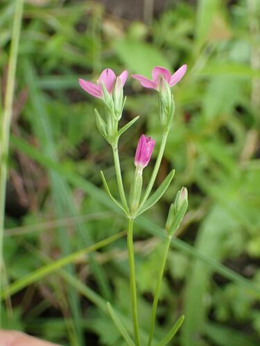Image of Seaside Centaury (Centaurium littorale) by (c) Milan Chytrý, some rights reserved (CC BY)