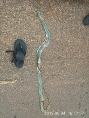 Dendroaspis jamesoni