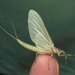 Burrowing Mayflies - Photo (c) Jenn Forman Orth, some rights reserved (CC BY-NC-SA)