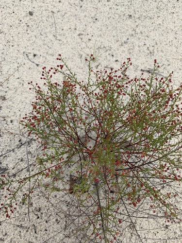 Image of Lechea deckertii by no rights reserved