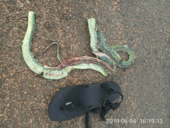 Dendroaspis jamesoni