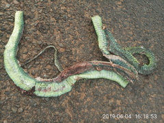 Dendroaspis jamesoni