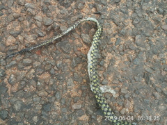 Dendroaspis jamesoni