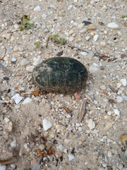 Kinosternon subrubrum subrubrum