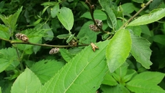 Nemophora degeerella