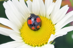 Harmonia axyridis