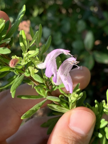 Image of Conradina etonia by no rights reserved