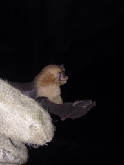 Natalus tumidirostris