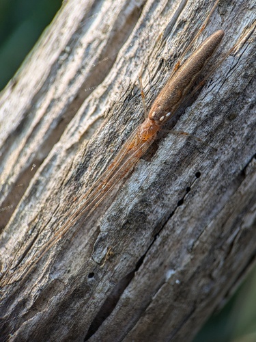 Tetragnatha shoshone