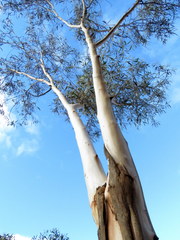 Eucalyptus erythronema
