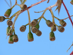Eucalyptus erythronema