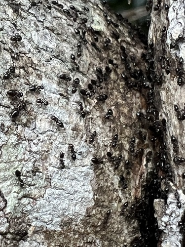 Crematogaster vicinaCrematogaster vicina