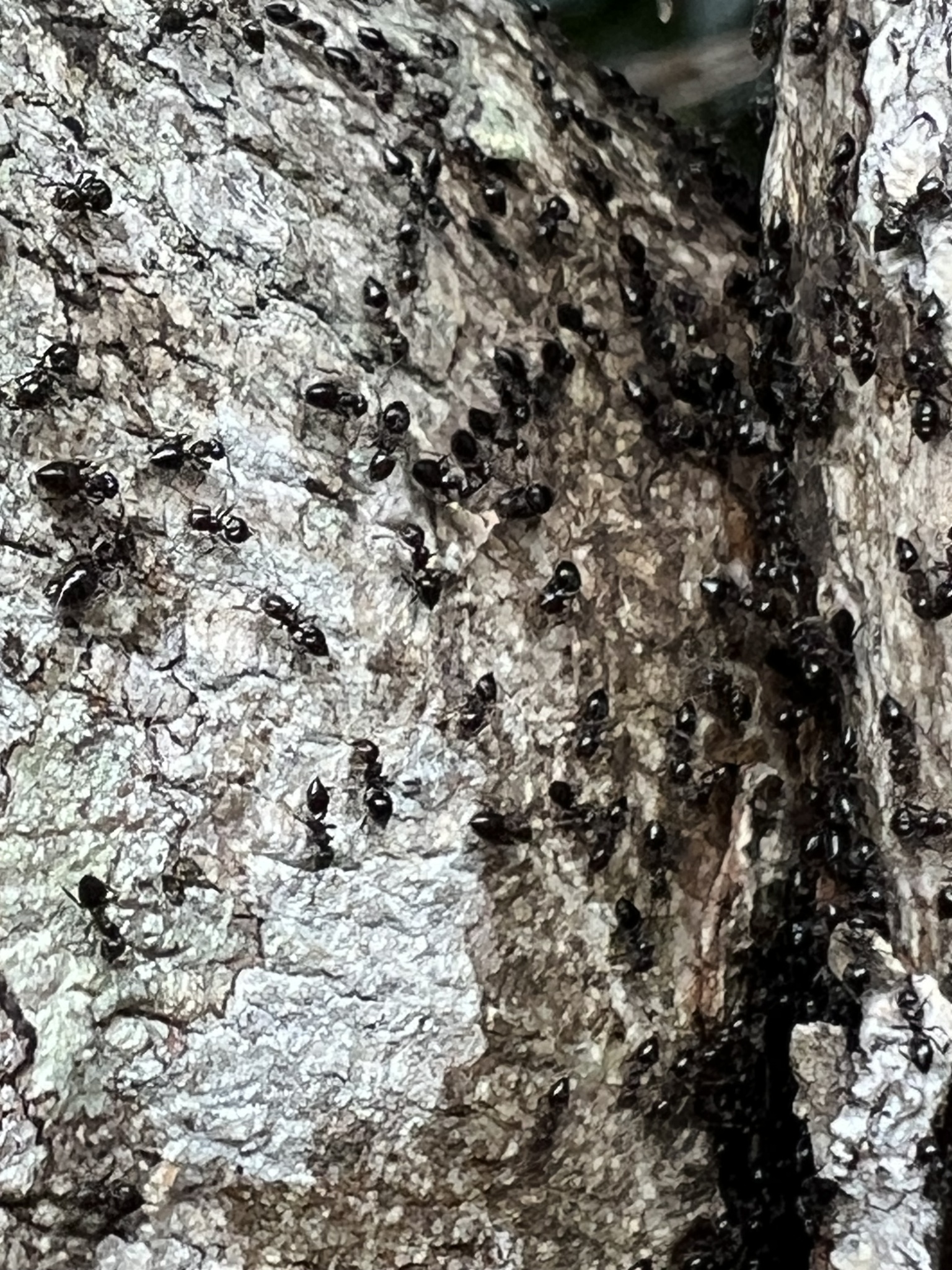 Crematogaster vicina