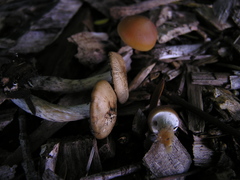 Psilocybe subaeruginosa
