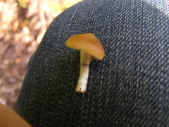 Psilocybe subaeruginosa