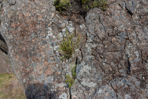 Image of Mountain Heath (Erica afrorum) by (c) Tony Rebelo, some rights reserved (CC BY-SA)