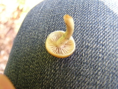 Psilocybe subaeruginosa