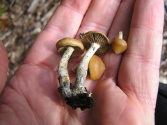 Psilocybe subaeruginosa