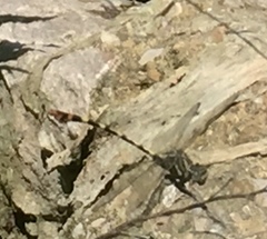 Phyllogomphoides stigmatus