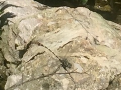 Phyllogomphoides stigmatus