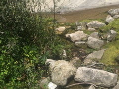 Phyllogomphoides stigmatus