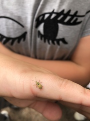 Phyllobius argentatus