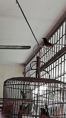 Copsychus stricklandii