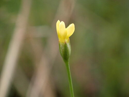 Image of Cicendia filiformis by (c) jfgodeau, some rights reserved (CC BY-SA)