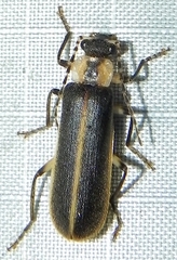 Podabrus basillaris