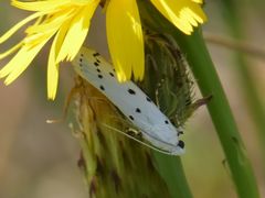 Myelois circumvoluta