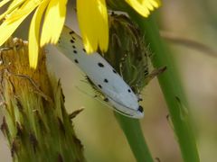 Myelois circumvoluta