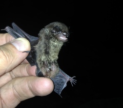 Eptesicus furinalis