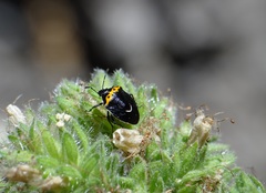 Cosmopepla conspicillaris