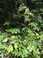 Aruncus dioicus acuminatus
