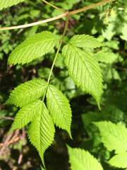 Aruncus dioicus acuminatus