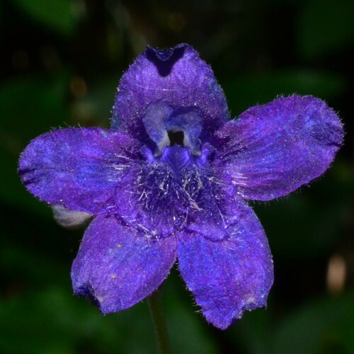 Nuttall's larkspur (Delphinium nuttallii)