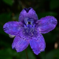 Delphinium nuttallii