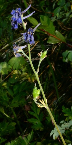Image of Delphinium nuttallii by (c) Gabriel Campbell-Martinez, some rights reserved (CC BY)