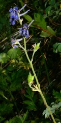 Delphinium nuttallii, photograph (c) Gabriel Campbell-Martinez, some rights reserved (CC BY)