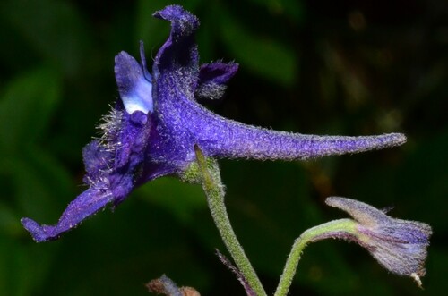 Image of Delphinium nuttallii by (c) Gabriel Campbell-Martinez, some rights reserved (CC BY)