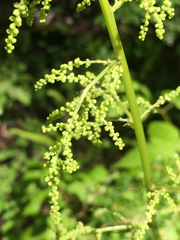 Aruncus dioicus acuminatus