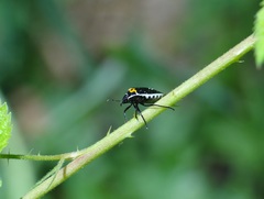 Cosmopepla conspicillaris