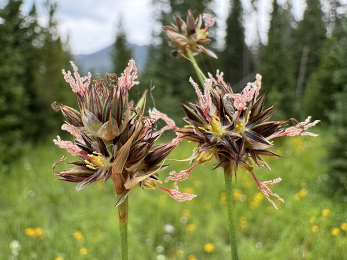 regel's rush (Juncus regelii)