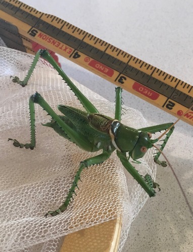 Greater Arid-land Katydid