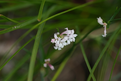 Cynanchica pyrenaica subsp. cynanchica (L.) P.Caputo & Del Guacchio