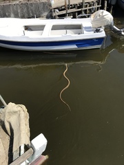 Elaphe quatuorlineata